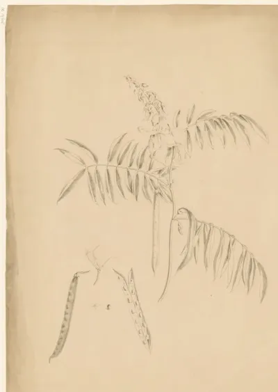 Bonenplant