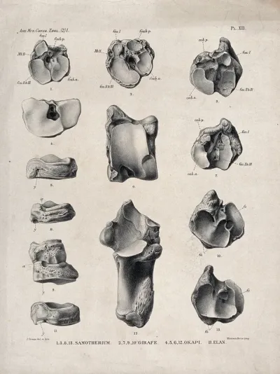 Bones and cross-sections of bones of an okapi, a giraffe, an eland and a samotherium