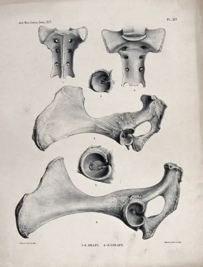 Bones and cross-sections of bones of an okapi and a giraffe
