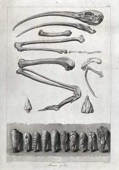 Bones and mummified remains of an ibis