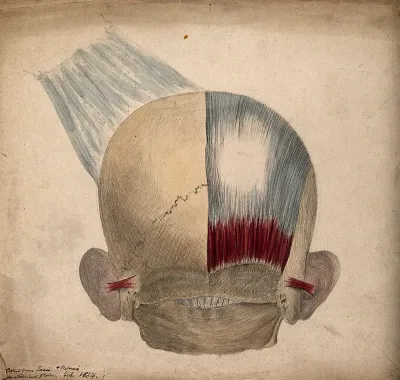 Bones and muscles of the back of the head and ears