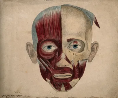 Bones and muscles of the face