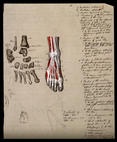 Bones and muscles of the foot: two figures, with thumbnail sketches of figures in action