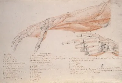 Bones and muscles of the hand and arm: two figures