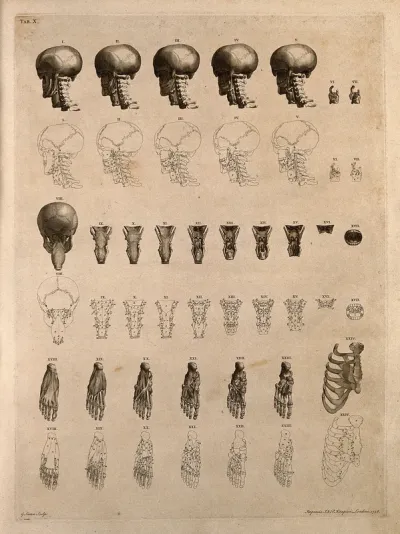 Bones and muscles of the neck, foot and ribcage