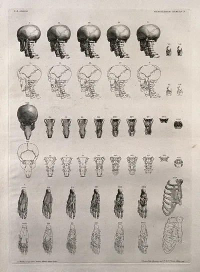 Bones and muscles of the skull, mouth, neck, foot and ribcage: twenty-four figures