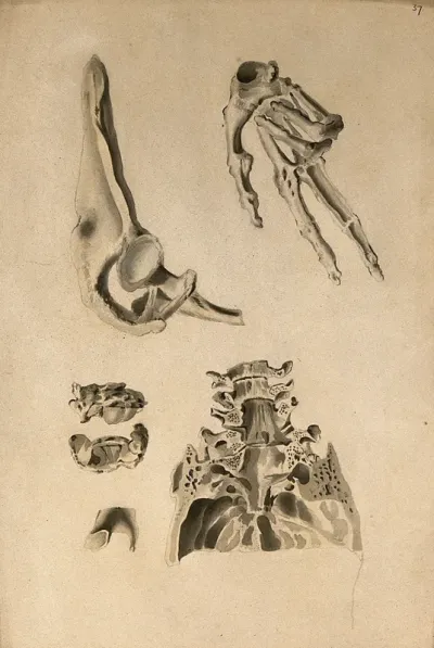Bones: four figures of various bones
