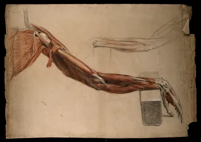 Bones, muscles and tendons of the arm and hand: two details of an écorché figure