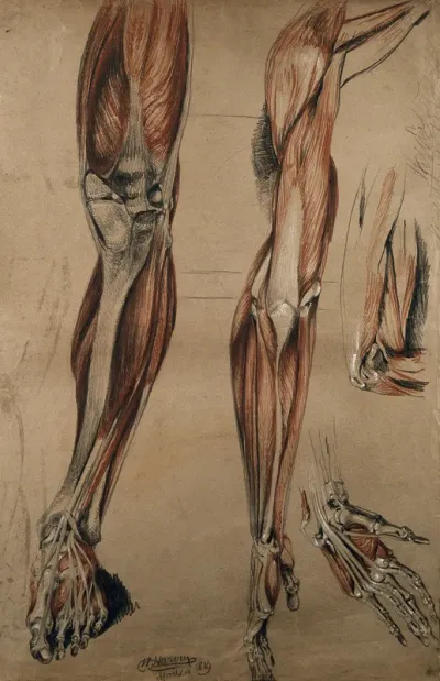 Bones, muscles and tendons of the leg, foot, arm, elbow and hand: four figures