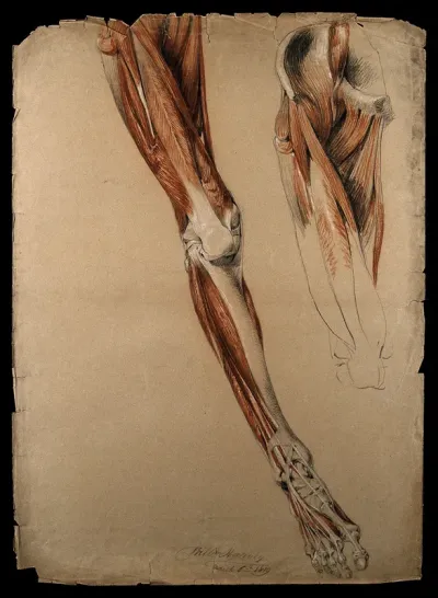 Bones, muscles and tendons of the pelvis, leg and foot: two details of an écorché figure
