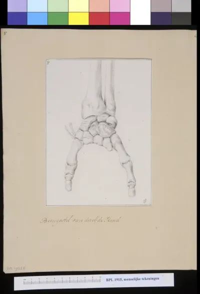 Bones of a hand with two fingers: muscles