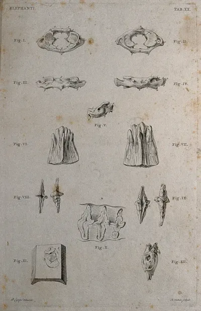 Bones of an elephant: twelve figures showing details of bones