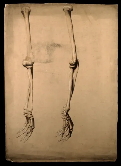 Bones of the arm and hand: figures