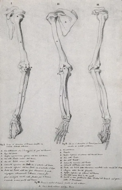 Bones of the arm and hand: three figures