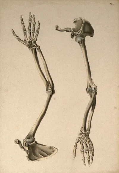 Bones of the arm and hand: two figures