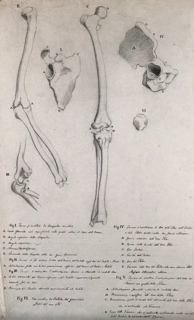 Bones of the arm and leg: six figures