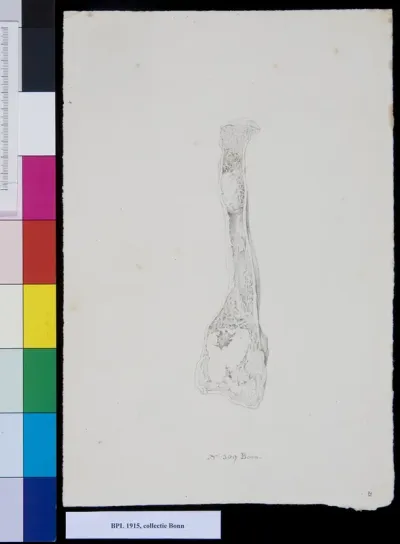 Bones of the arm (radius)