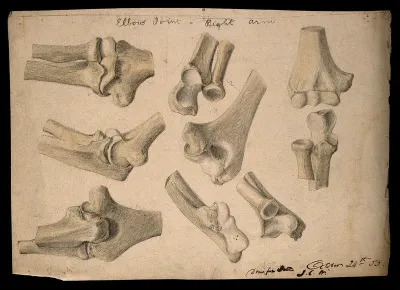 Bones of the elbow joint: eight figures
