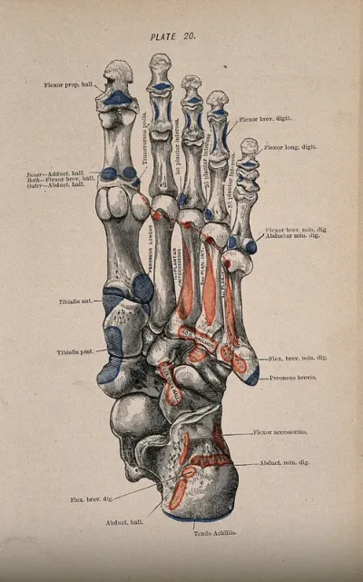 Bones of the foot