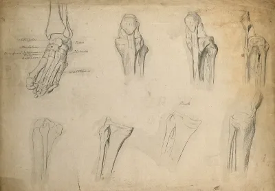 Bones of the foot, ankle and knee joint: eight figures