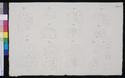 Bones of the foot (design for a publication)