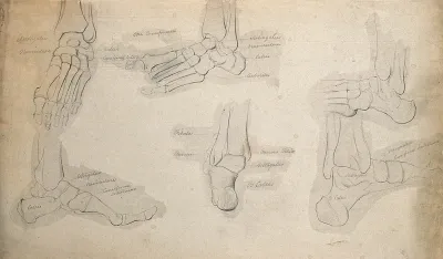Bones of the foot: six figures
