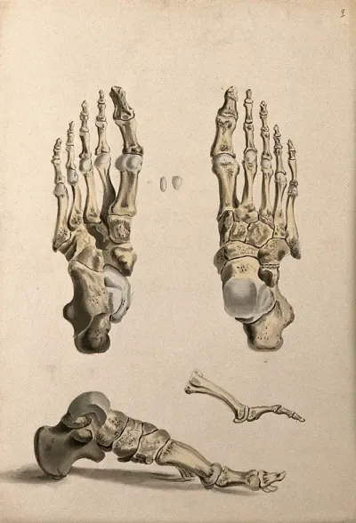 Bones of the foot
