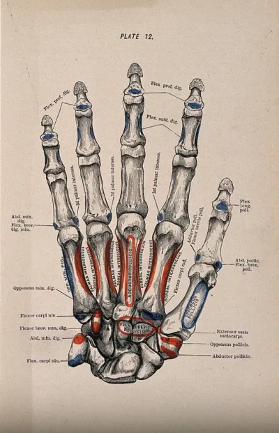 Bones of the hand and fingers