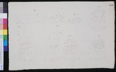 Bones of the hand (design for a publication)