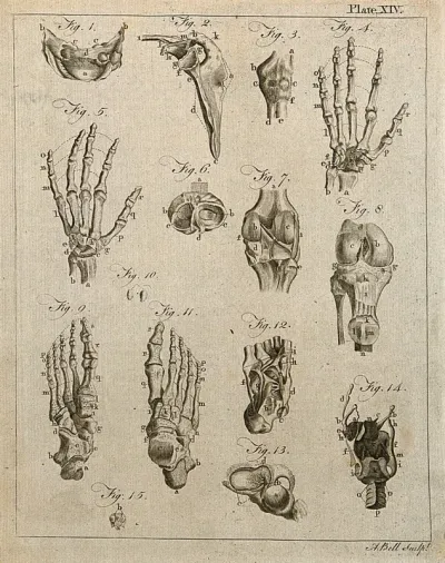 Bones of the hand, foot and knee etc: fifteen figures