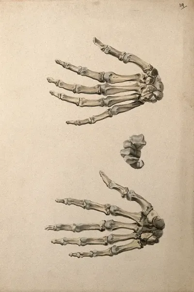 Bones of the hand: three figures