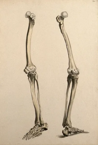 Bones of the leg and foot