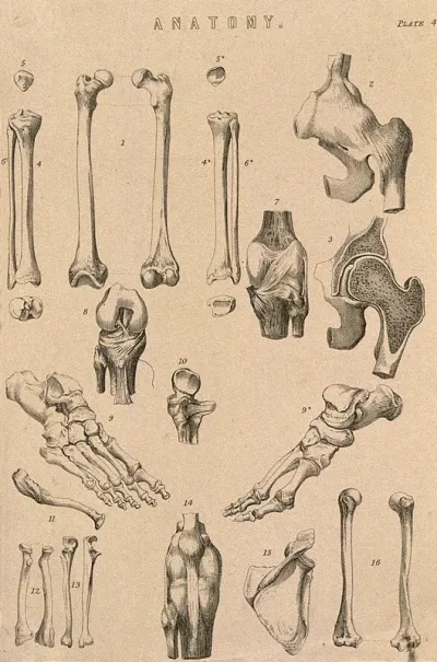 Bones of the limbs: fifteen figures
