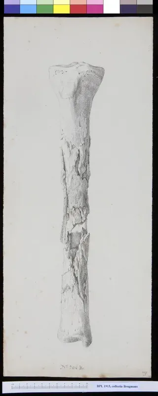 Bones of the lower leg (tibia and fibula)