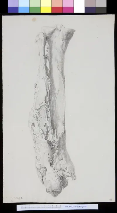 Bones of the lower leg