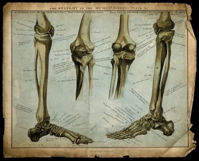Bones of the lower limb, knee and foot: four figures