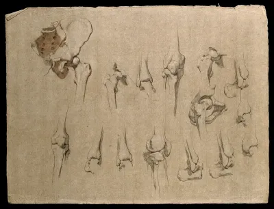 Bones of the pelvis, hip and knee joints