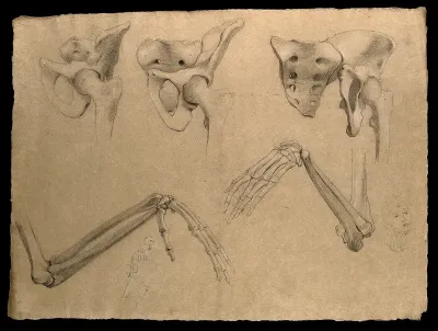 Bones of the pelvis, the hip joint, arm, elbow and hand, with small sketches depicting a skeleton and a face