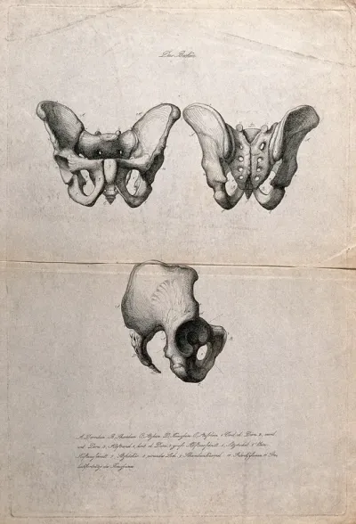 Bones of the pelvis: three figures