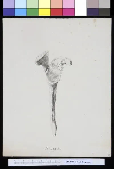 Bones of the shoulder