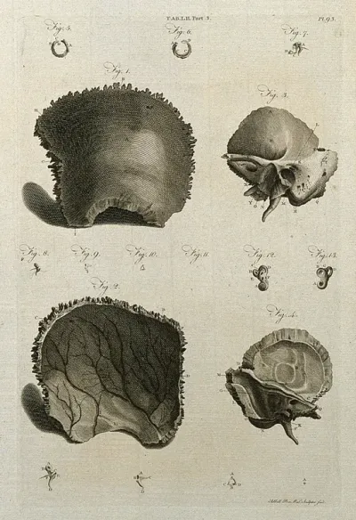 Bones of the skull and of the ear: thirteen figures