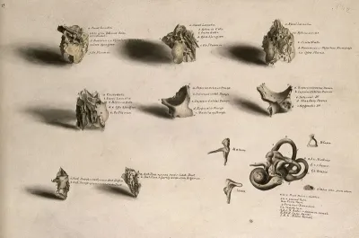 Bones of the skull and parts of the ear: thirteen figures