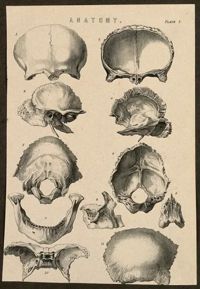Bones of the skull: eleven figures