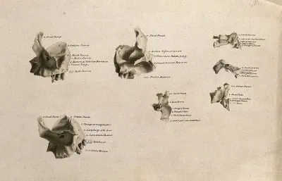Bones of the skull: seven figures
