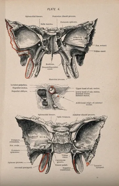 Bones of the skull: three figures
