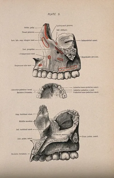 Bones of the skull: three figures, showing the area around the teeth of the upper jaw