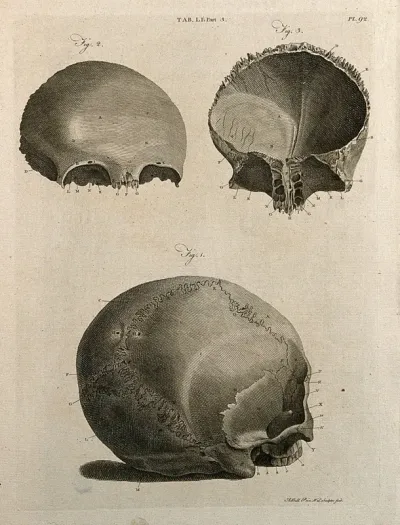 Bones of the skull: three figures