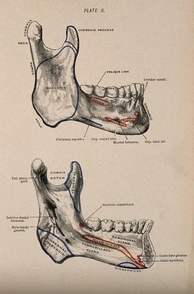 Bones of the skull: two figures, showing the lower jaw and teeth