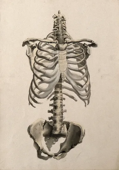 Bones of the torso: front view
