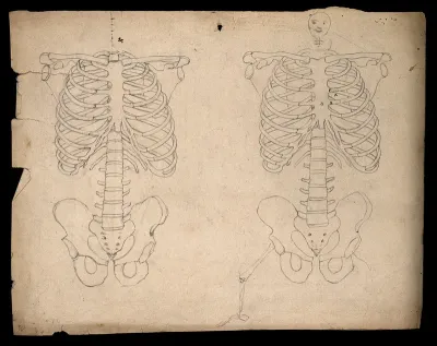 Bones of the torso: two figures showing the shoulders, ribcage, spine and pelvis, with a cartoon-style face
